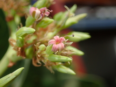 Anacardium occidentale