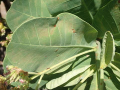 Anacardium occidentale