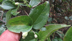 Clematis haenkeana