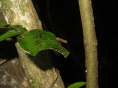 Amphineurus insulsus