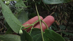 Clematis haenkeana