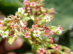 Anacardium occidentale