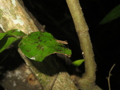 Amphineurus insulsus