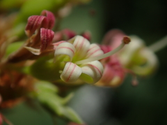 Anacardium occidentale