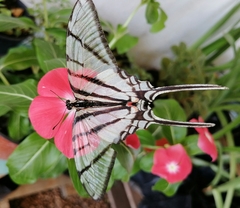 Protographium epidaus epidaus