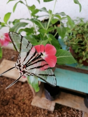 Protographium epidaus epidaus