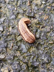 Meghimatium bilineatum