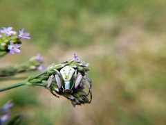 Misumenoides formosipes