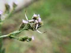 Misumenoides formosipes