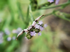 Misumenoides formosipes