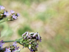 Misumenoides formosipes