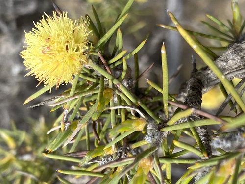 Melaleuca pungens