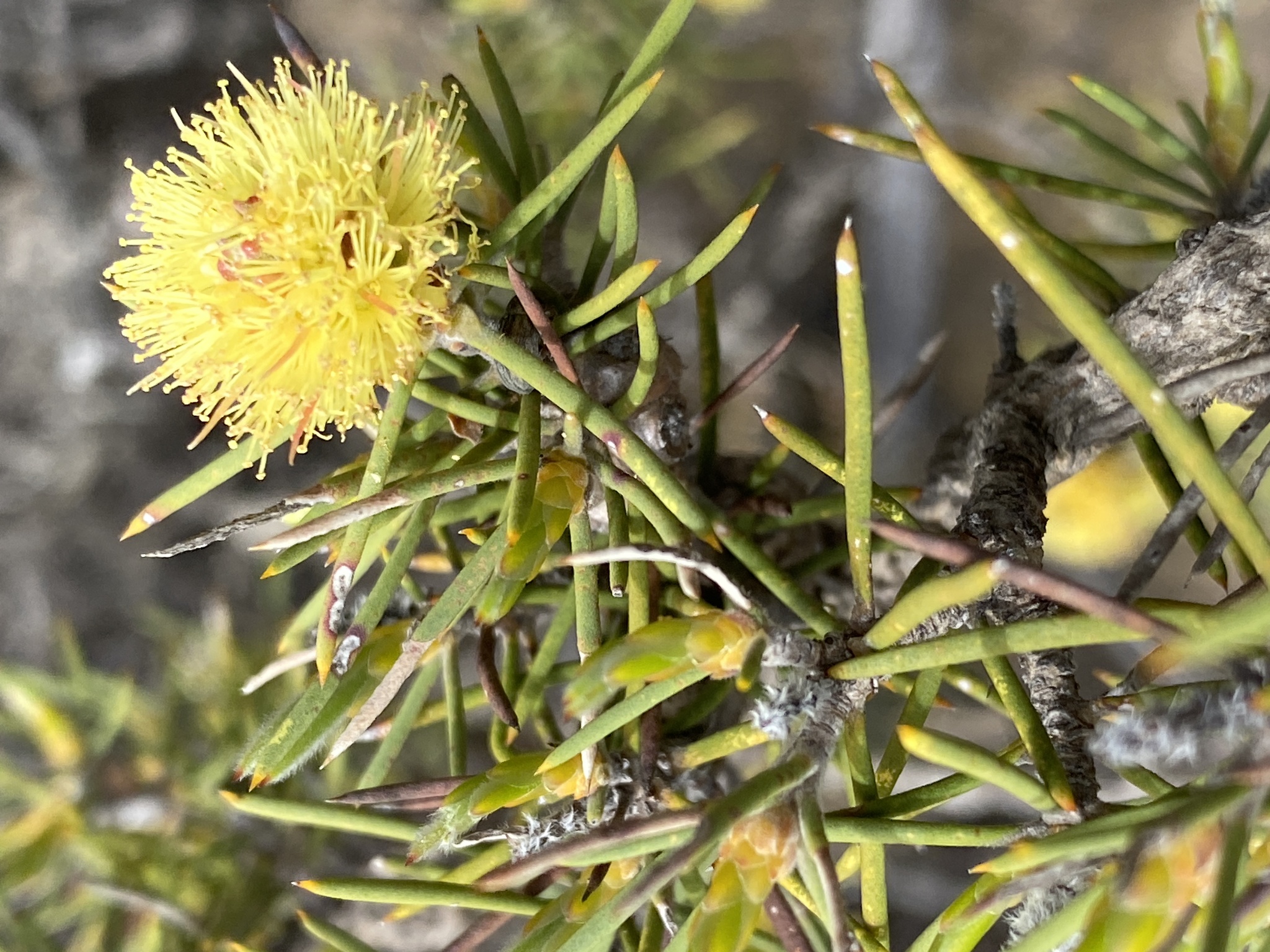 Melaleuca pungens