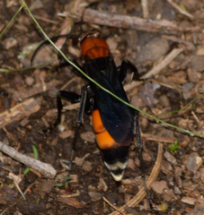 Psorthaspis sanguinea