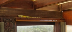 Iguana iguana