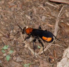 Psorthaspis sanguinea