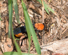 Psorthaspis sanguinea