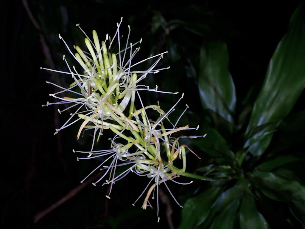 Dracaena porteri