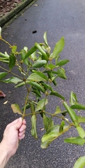 Viscum ovalifolium