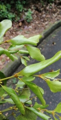 Viscum ovalifolium