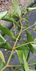 Viscum ovalifolium