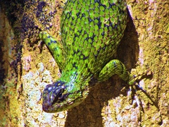 Sceloporus hondurensis