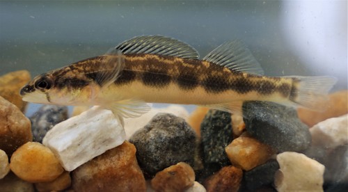 Stripeback darter (Percina notogramma) — Percidae — 5