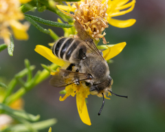 Megachiloides