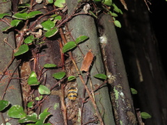 Planotortrix notophaea