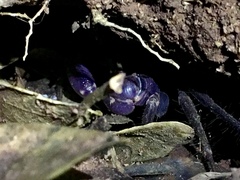 Geograpsus grayi