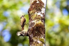 Sulawesi Pygmy Woodpecker photo 4