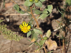 Grindelia subalpina