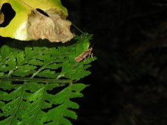 Atomotricha isogama