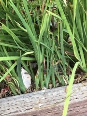 Juncus phaeocephalus phaeocephalus