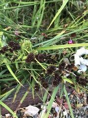 Juncus phaeocephalus phaeocephalus