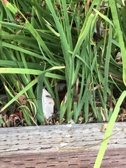 Juncus phaeocephalus phaeocephalus