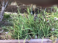 Juncus phaeocephalus phaeocephalus