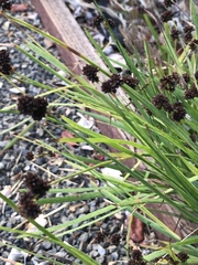 Juncus phaeocephalus phaeocephalus