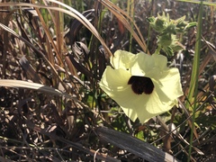 Hibiscus diversifolius diversifolius