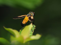 Galactomyia