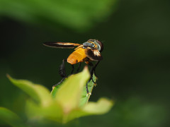 Galactomyia