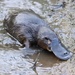 Platypus - Photo (c) adamrichardt, some rights reserved (CC BY-NC)
