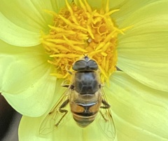 Eristalis tenax