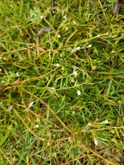 Scleromitrion diffusum