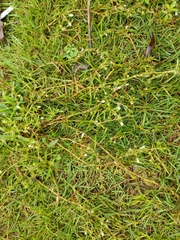 Scleromitrion diffusum