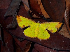 Corymica vesicularia