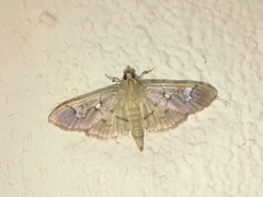 Microthyris anormalis