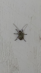 Leptostylus asperatus