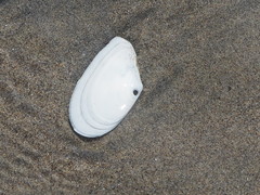 Megangulus bodegensis