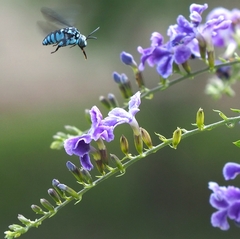 Thyreus himalayensis